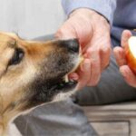 Peligros de la comida festiva para perros