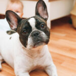 Platos interactivos para mascotas: ¿Por qué deberían considerar uno para sus perros y gatos?