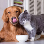 Platos interactivos para mascotas: ¿Por qué deberían considerar uno para sus perros y gatos?