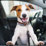 🐾 Cómo Preparar tu Hogar para una Nueva Mascota