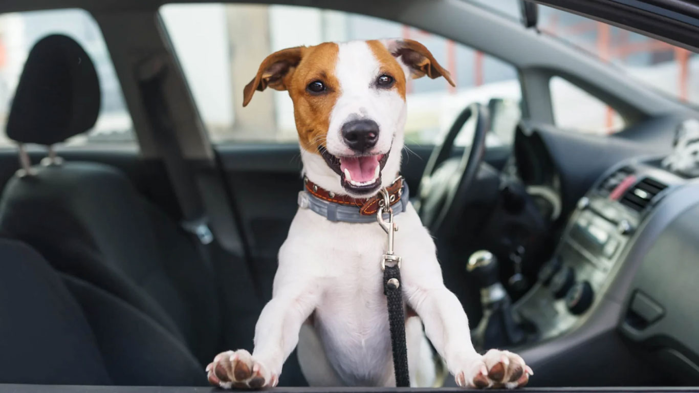viajar con tu perro en coche de forma segura