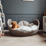 Todo lo que no sabías sobre los Schnauzer