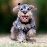 ¿Eres Team Perritos o Team Gatitos? 🐶🐱