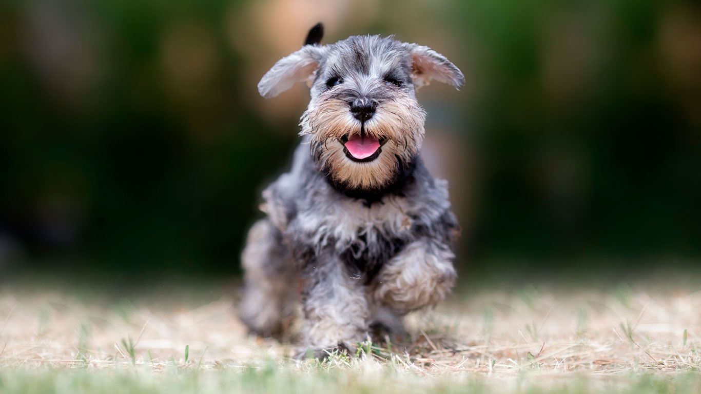 schnauzer con bigote distintivo y expresión alerta