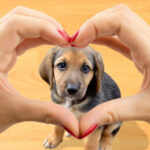 ¿Eres Team Perritos o Team Gatitos? 🐶🐱