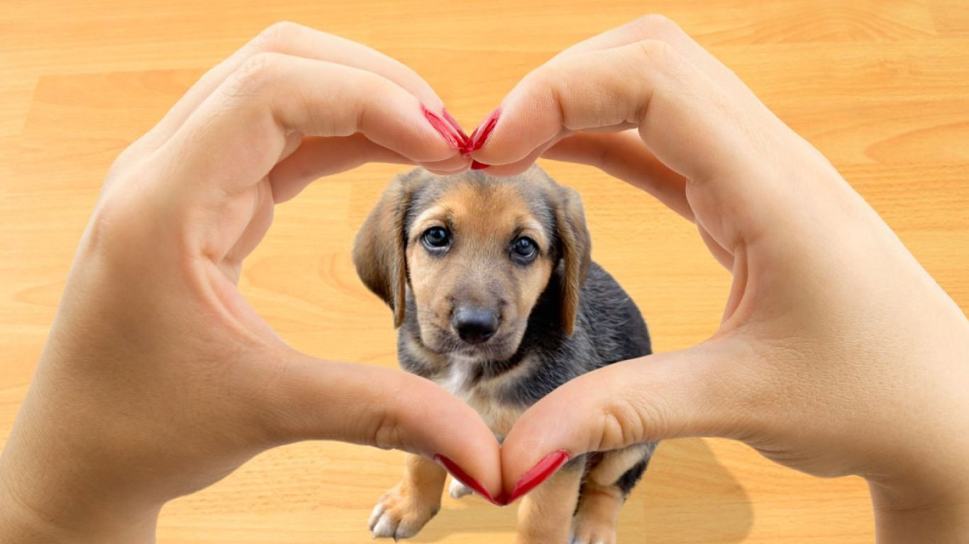 perro con manos humanas formando un corazón al frente, símbolo de amor y lealtad
