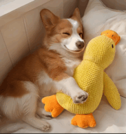 perro abrazando juguete de peluche en forma de pato amarillo