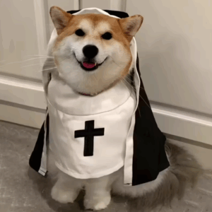 disfraz de monja para perros y gatos Halloween